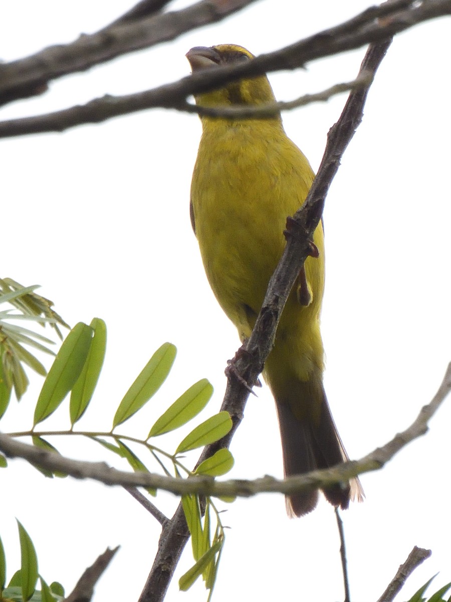 Brimstone Canary - ML647521190