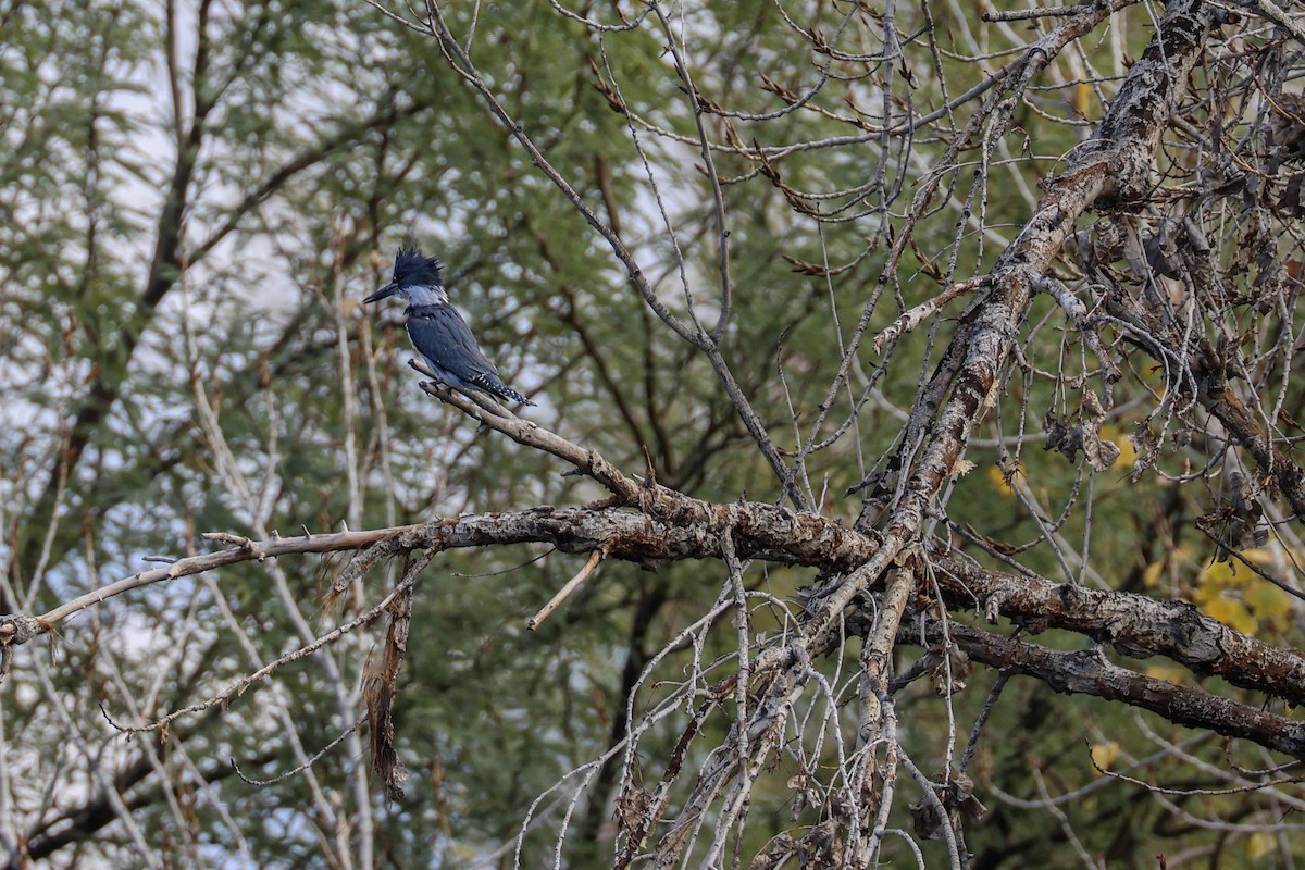 Belted Kingfisher - ML647521192