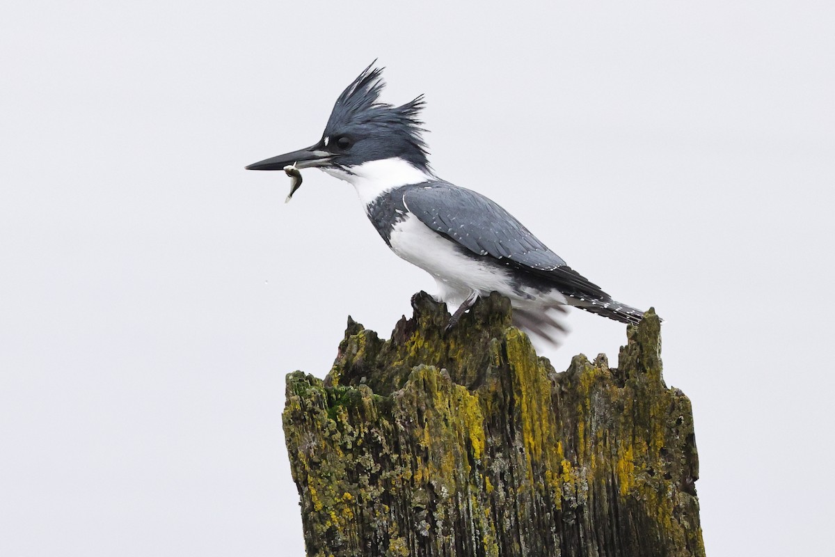 Belted Kingfisher - ML647521194