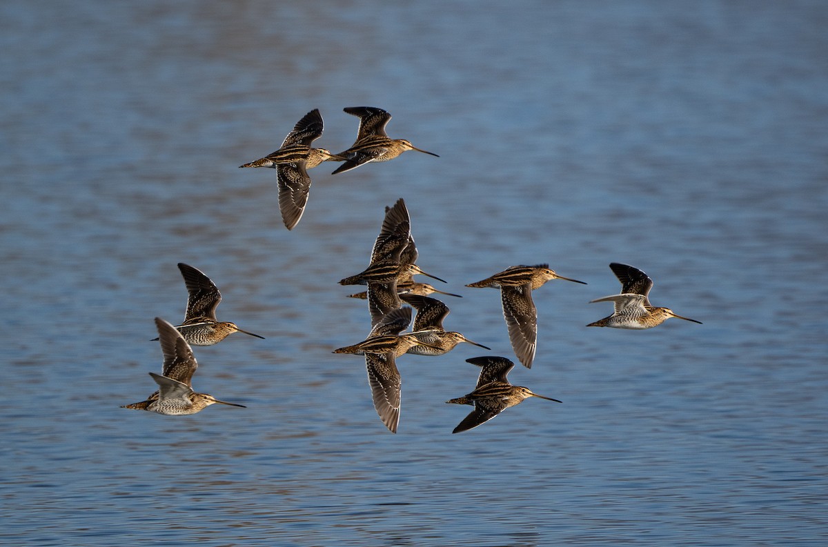 Common Snipe - ML647521196