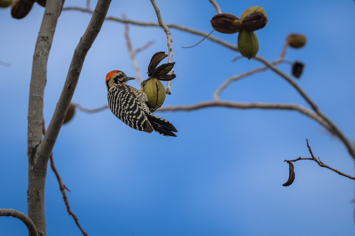Ladder-backed Woodpecker - ML647521197