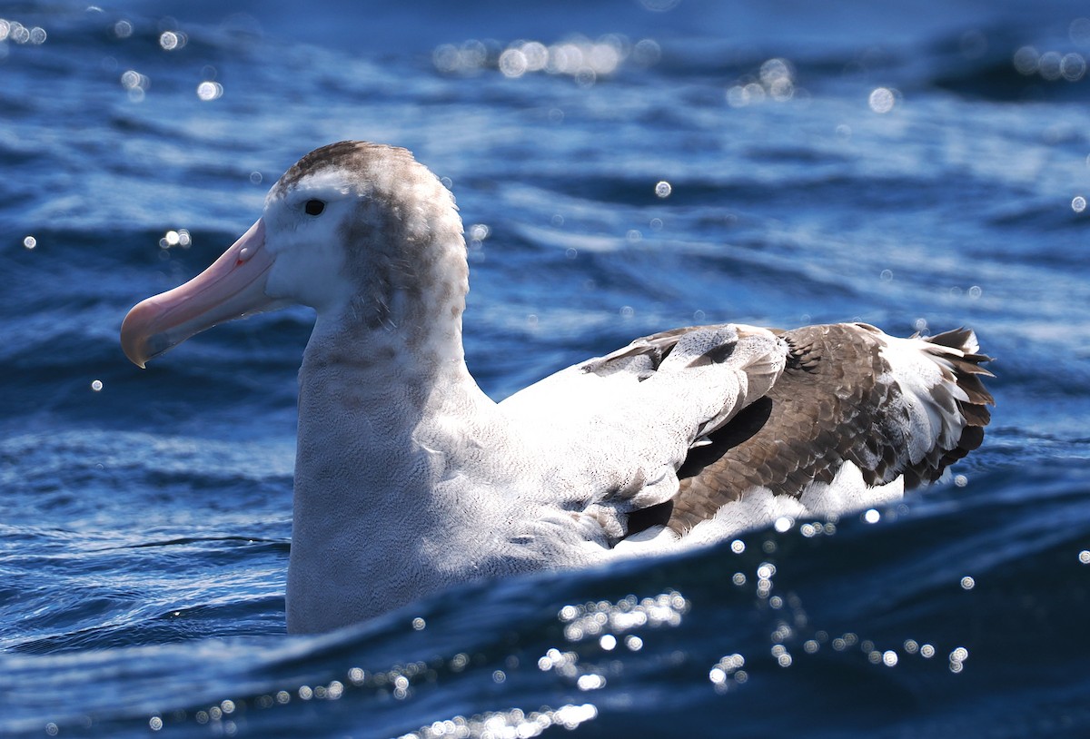 Antipodean Albatross - ML647521198