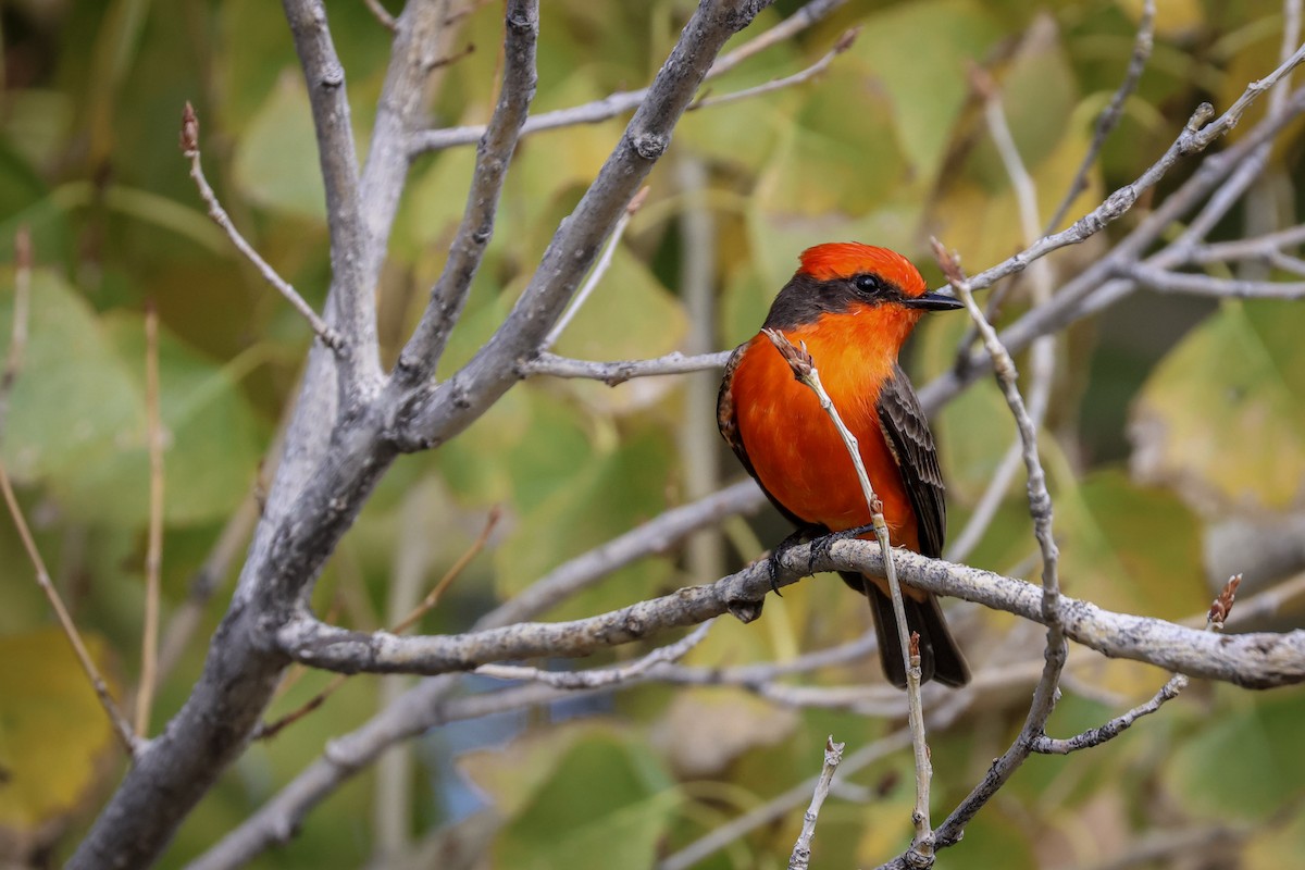 Vermilion Flycatcher - ML647521200
