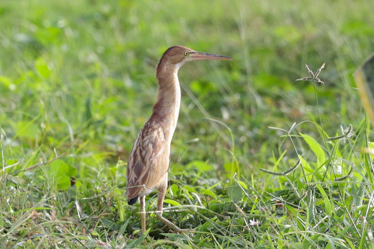 Yellow Bittern - Stein Henning Olsen
