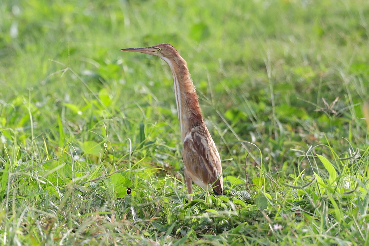 okerrørdrum - ML647521271