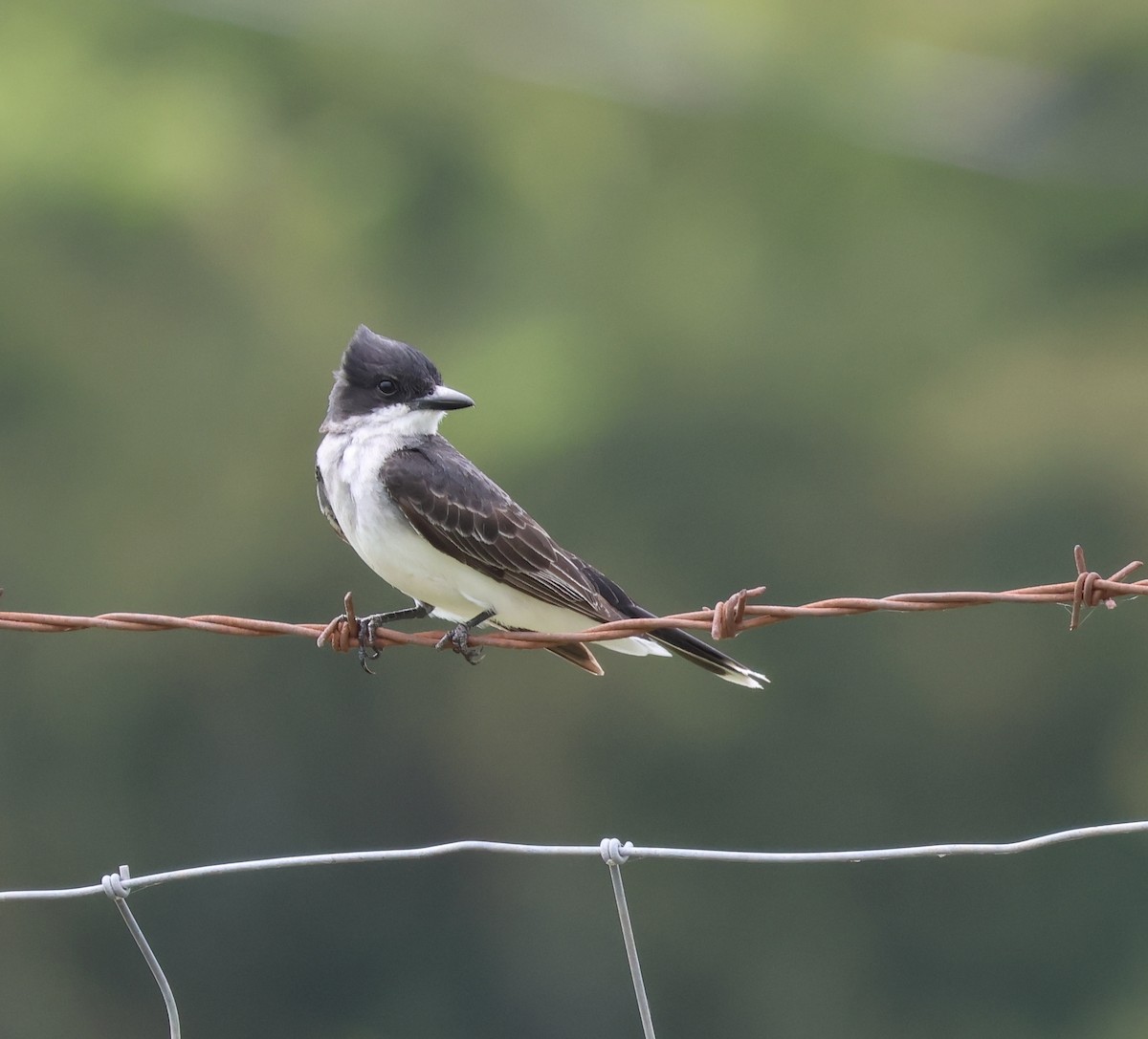 Tyran tritri - ML647521283