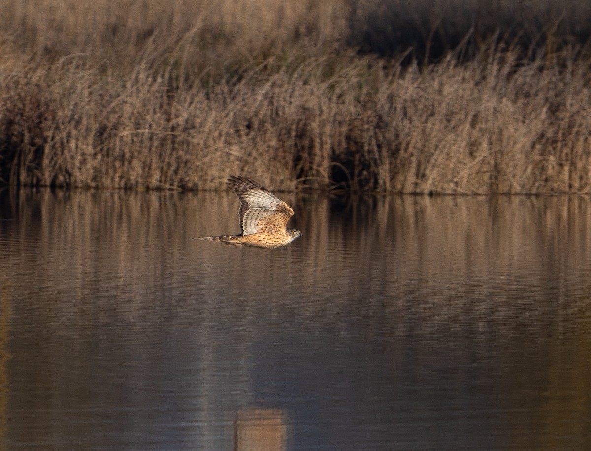 Eurasian Goshawk - ML647521285