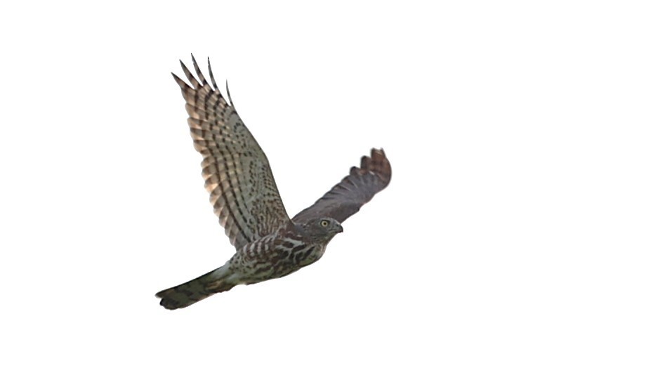 shikrahauk - ML647521310