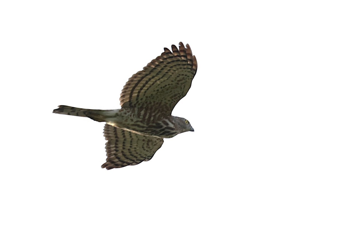 Shikra - Stein Henning Olsen