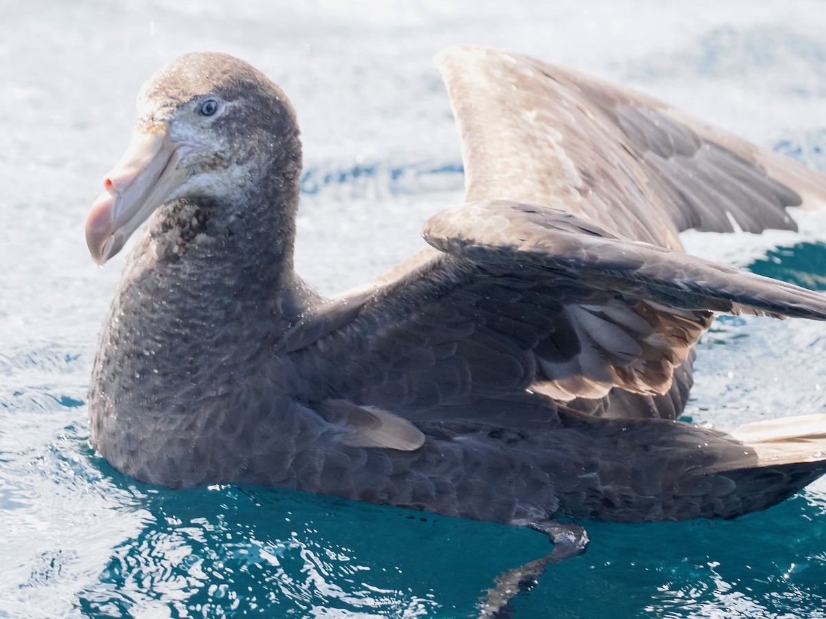 Northern Giant-Petrel - ML647521328