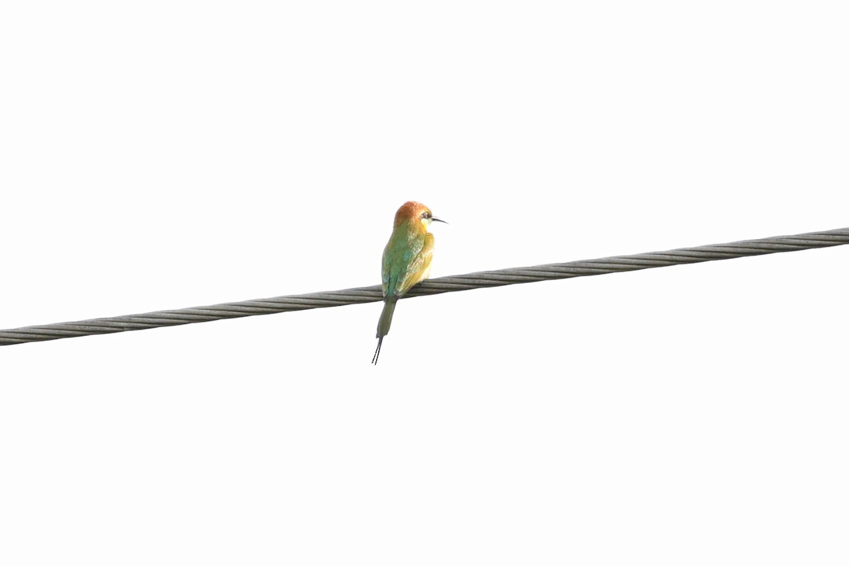 beryllbieter - ML647521332