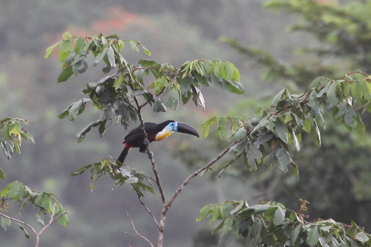 Channel-billed Toucan - ML647521333