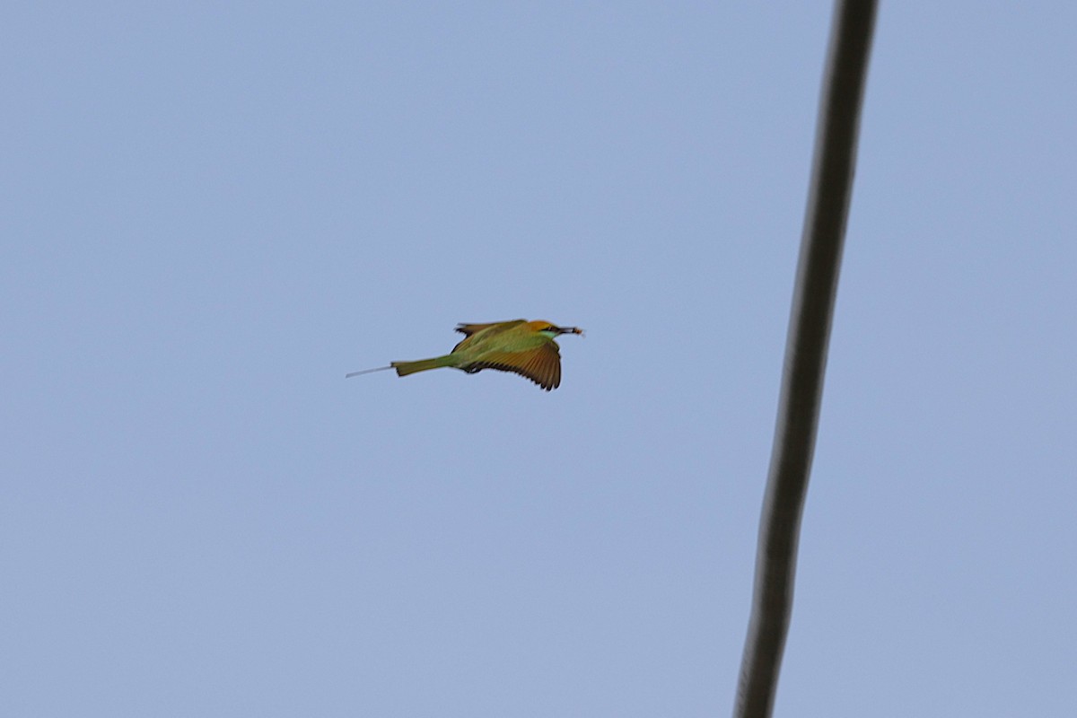 beryllbieter - ML647521334