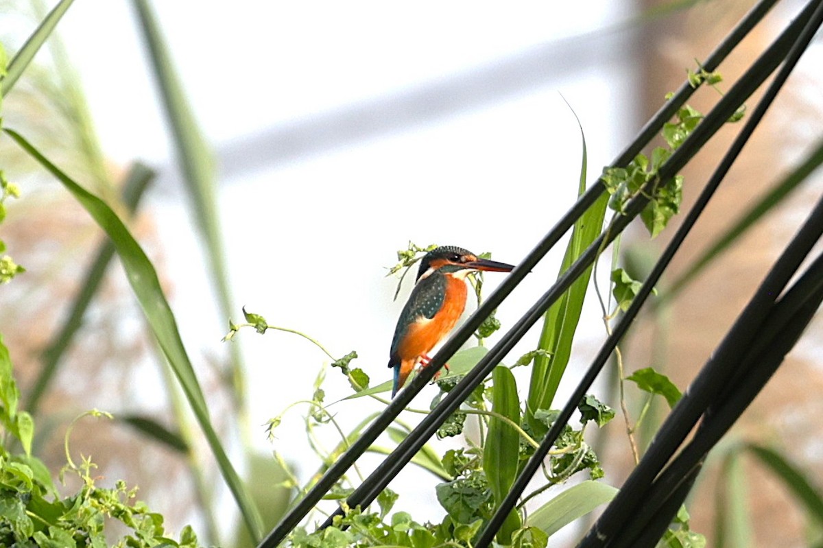 isfugl - ML647521335