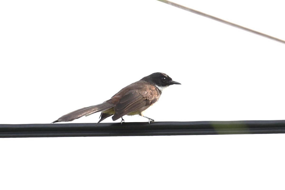 belteviftestjert - ML647521340