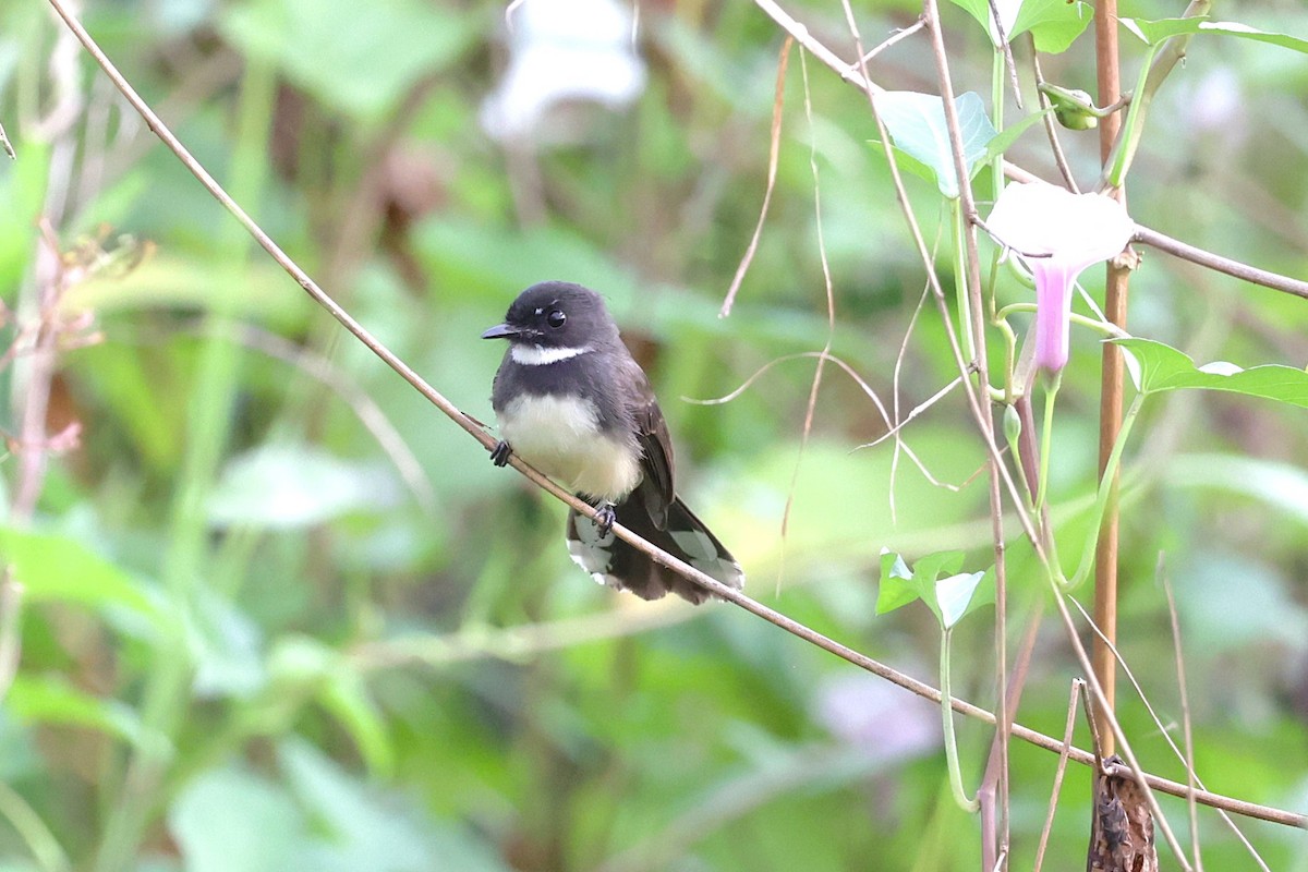 belteviftestjert - ML647521346