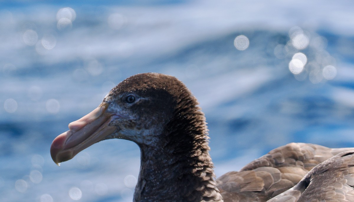 Northern Giant-Petrel - ML647521354