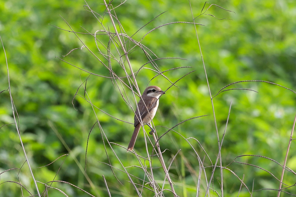 Brown Shrike - Stein Henning Olsen