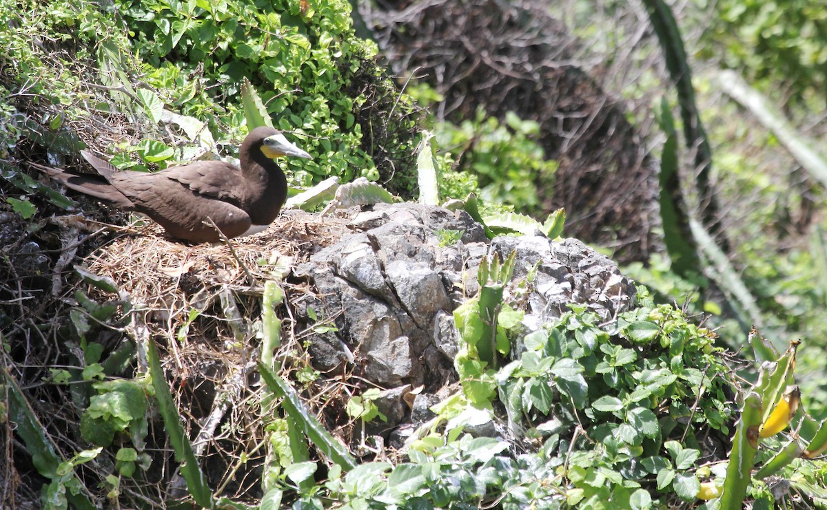 Brown Booby - ML647521375