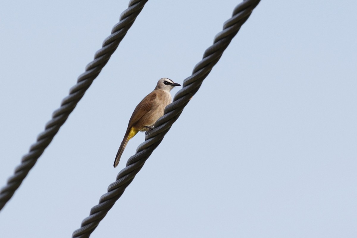 Yellow-vented Bulbul - Stein Henning Olsen