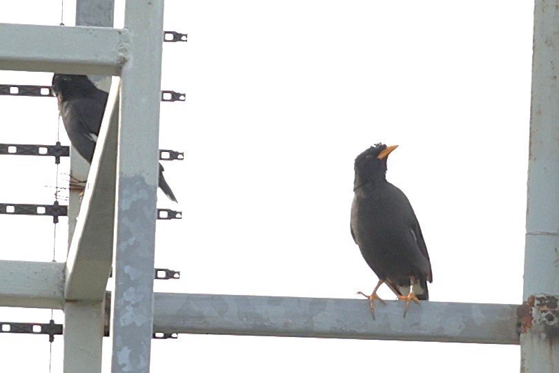 engstær - ML647521384