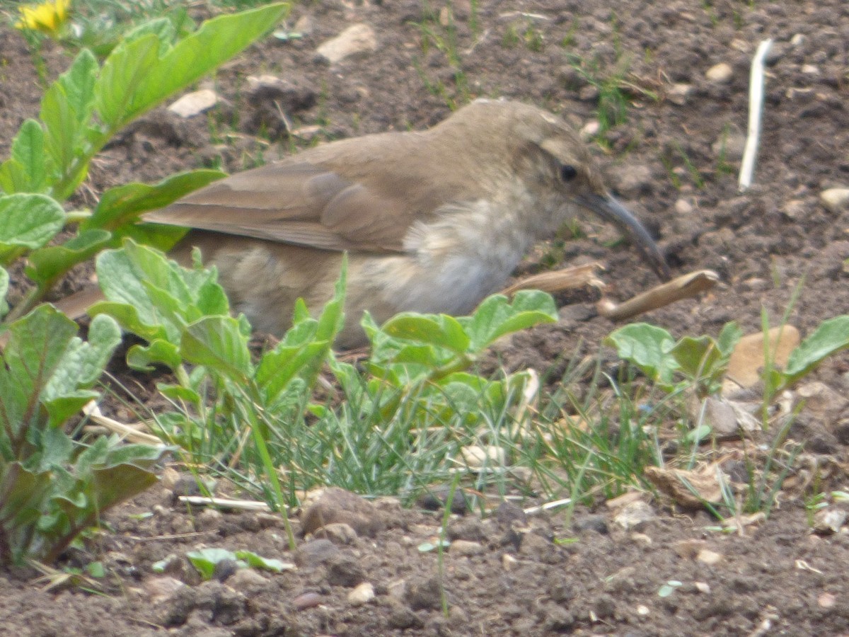 langnebbmarkløper - ML647521408