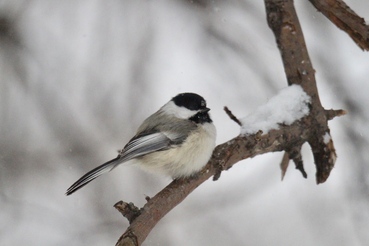 Гаїчка світлокрила - ML647521411