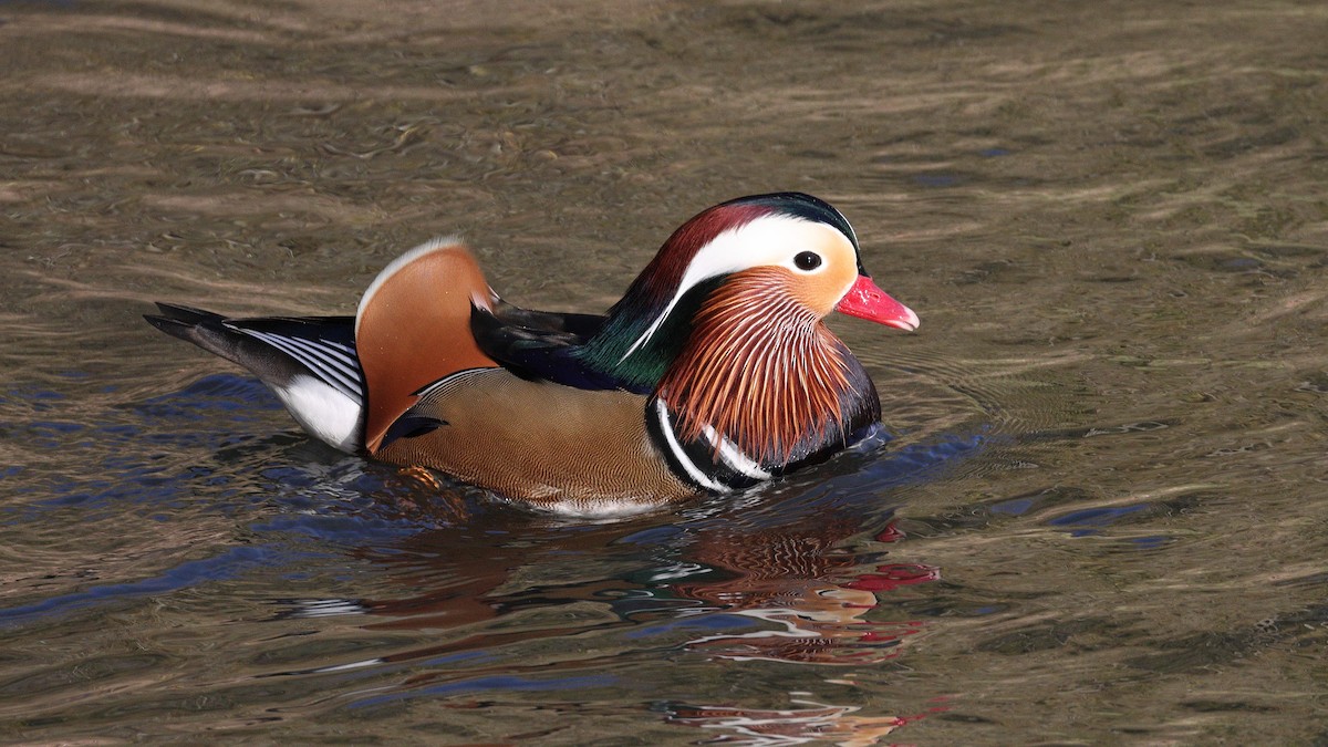 Mandarin Duck - ML647521413