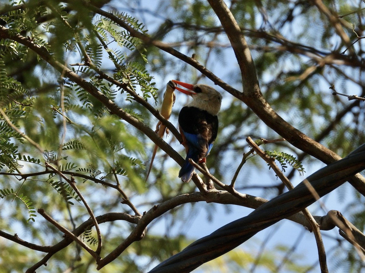 Gray-headed Kingfisher - ML647521415
