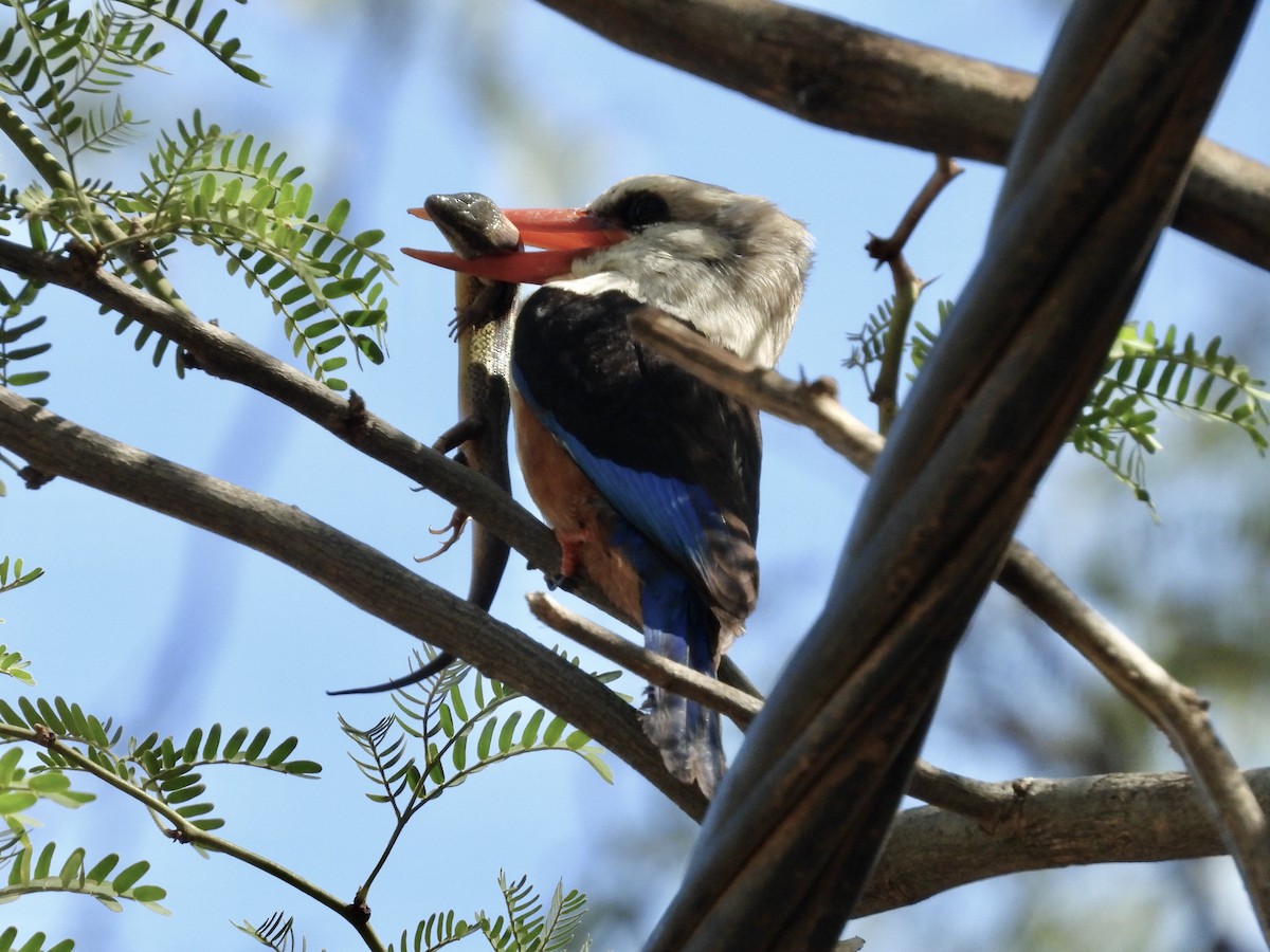 Gray-headed Kingfisher - ML647521417