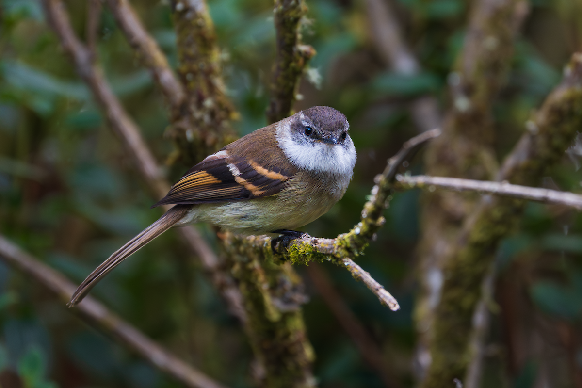 White-throated Tyrannulet - ML647521421