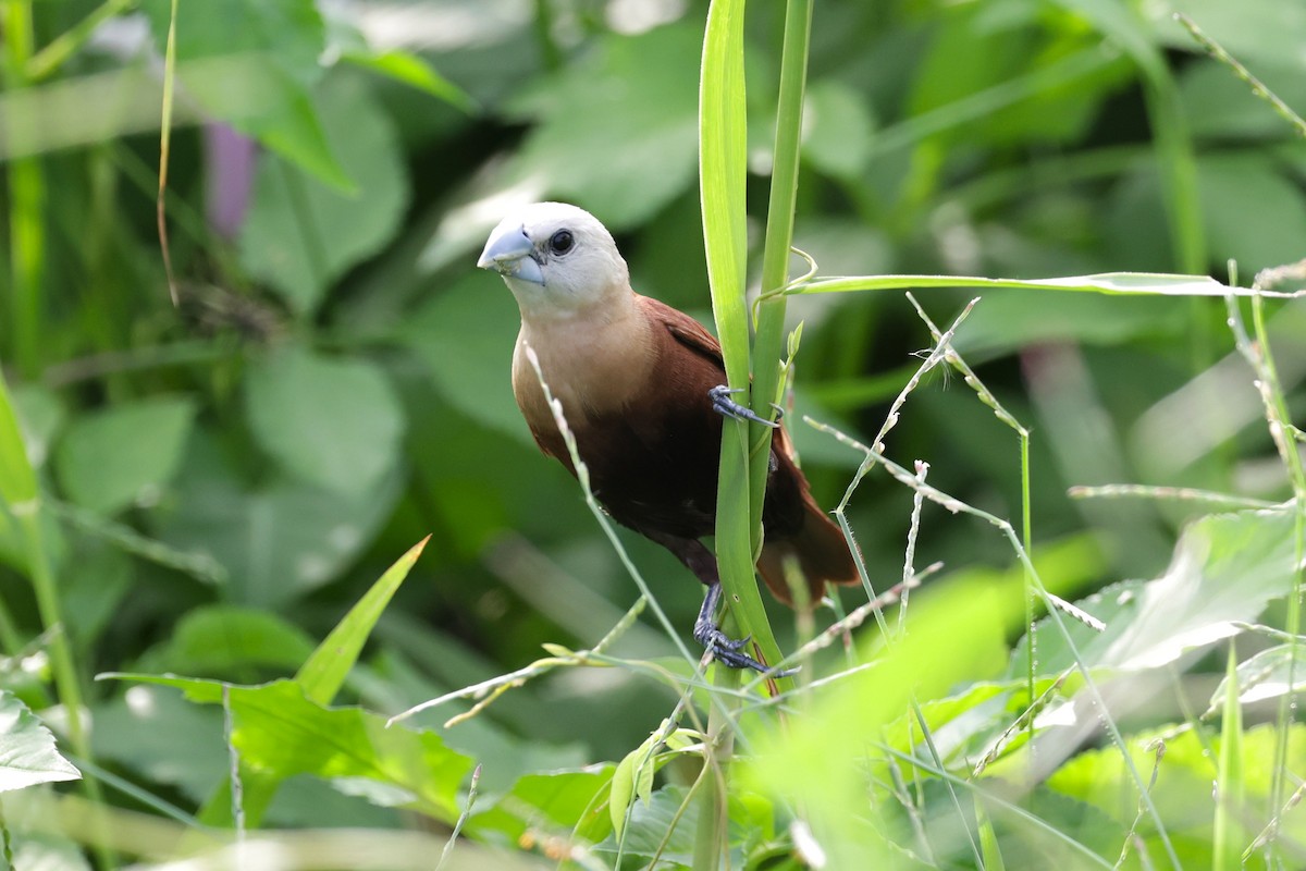 hvithodenonne - ML647521437