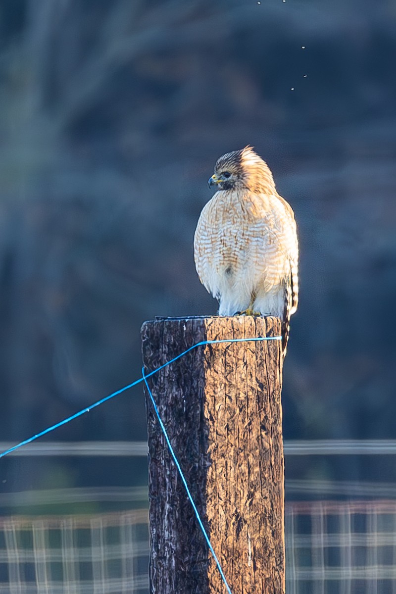 káně páskovaná - ML647521438