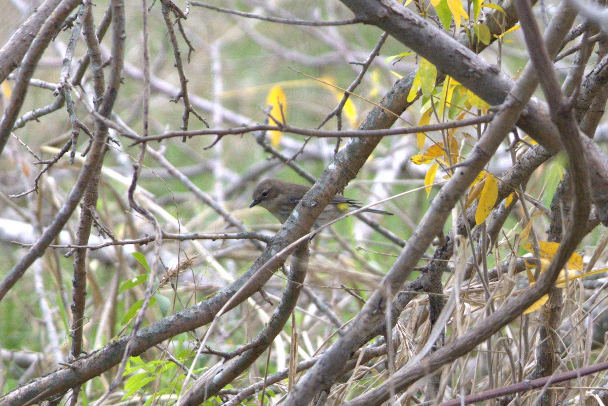 lesňáček žlutoskvrnný - ML647521440