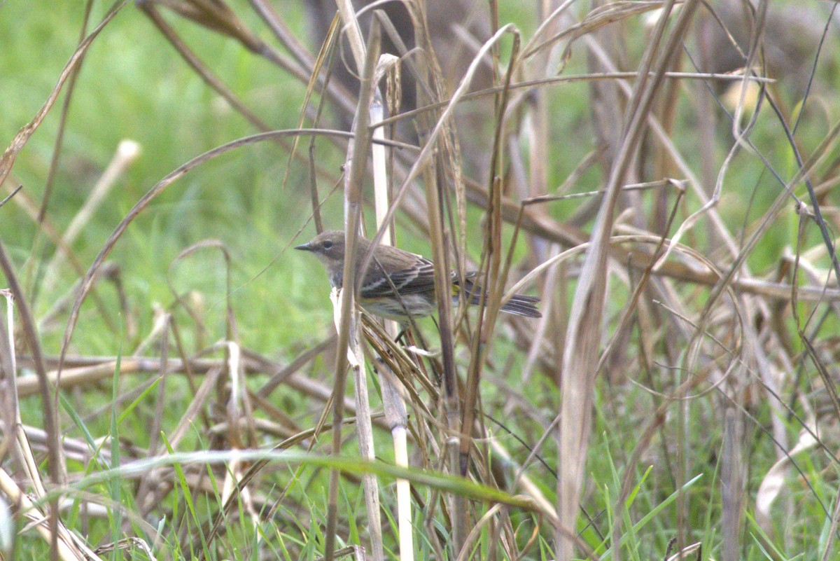 lesňáček žlutoskvrnný - ML647521441