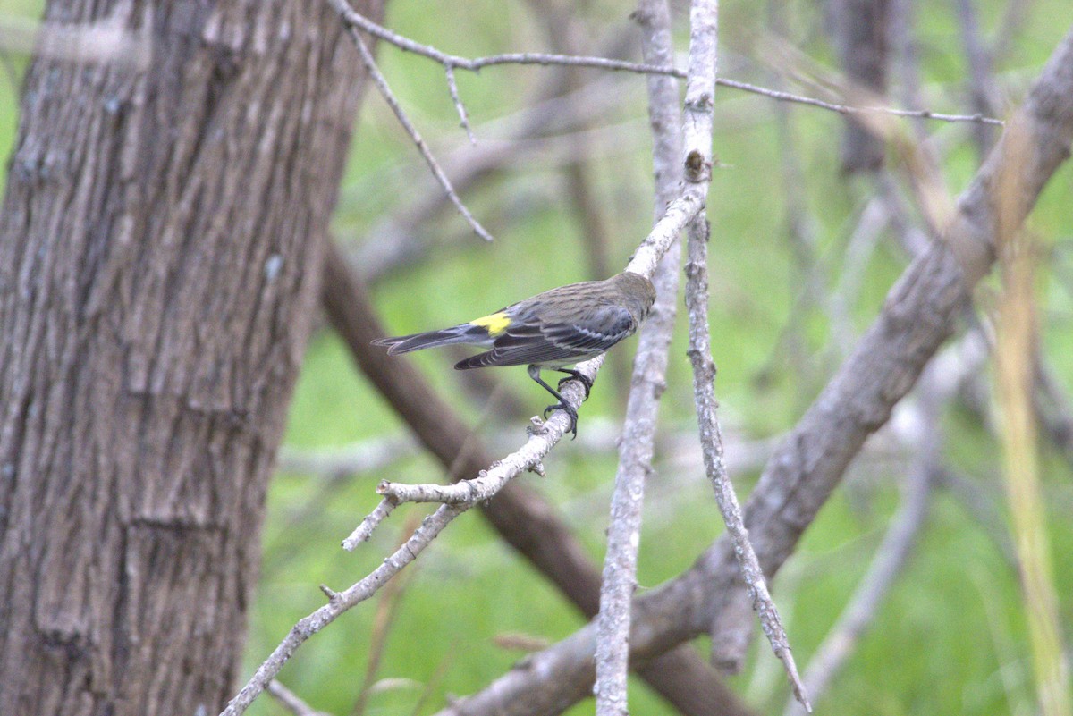 lesňáček žlutoskvrnný - ML647521442