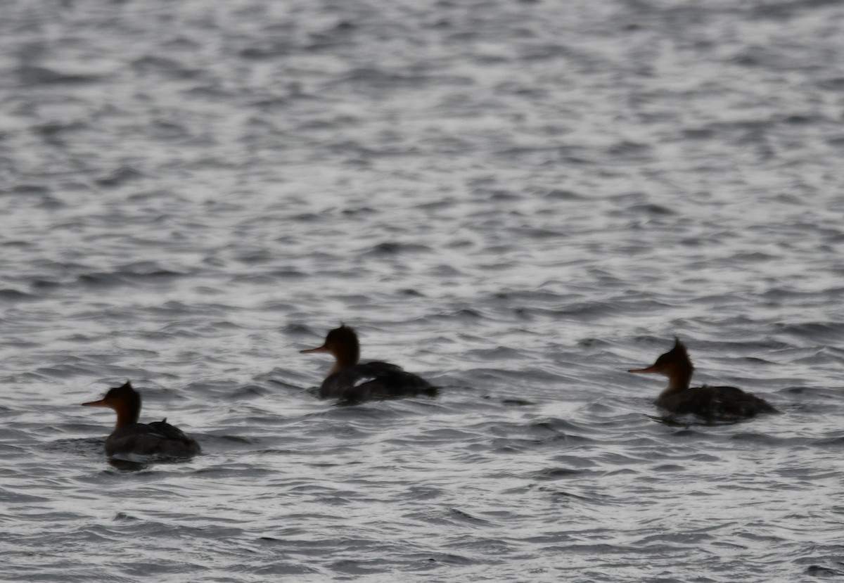 morčák prostřední - ML647521445