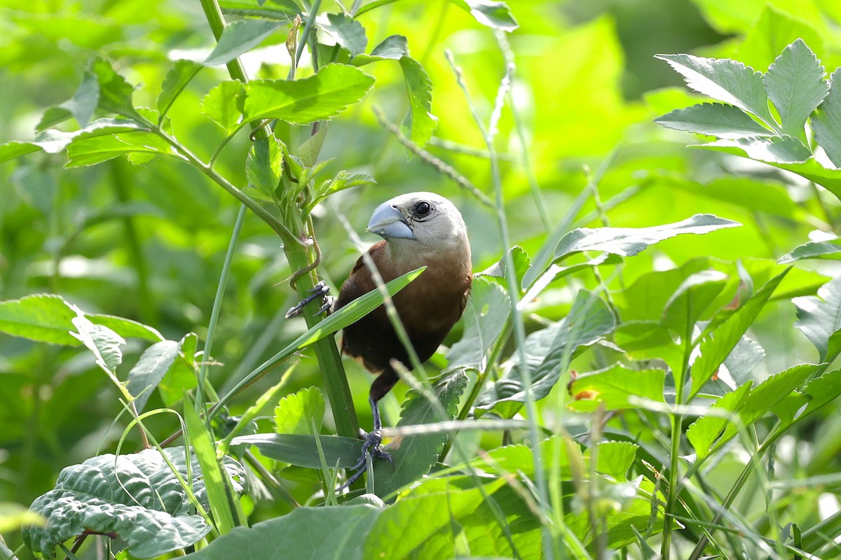 White-headed Munia - ML647521446