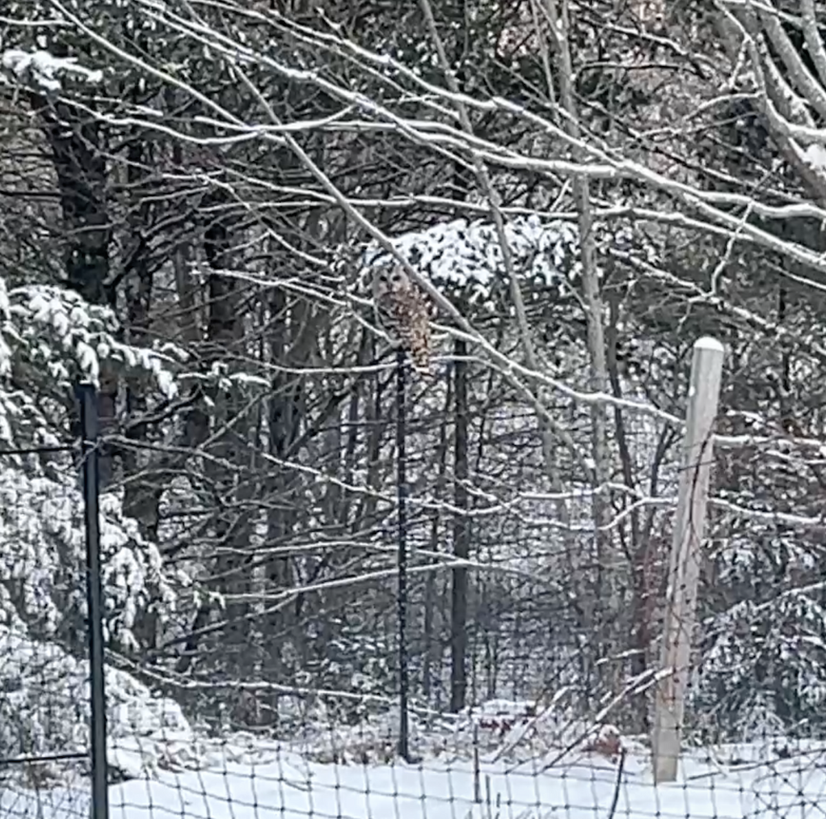 puštík proužkovaný - ML647521447