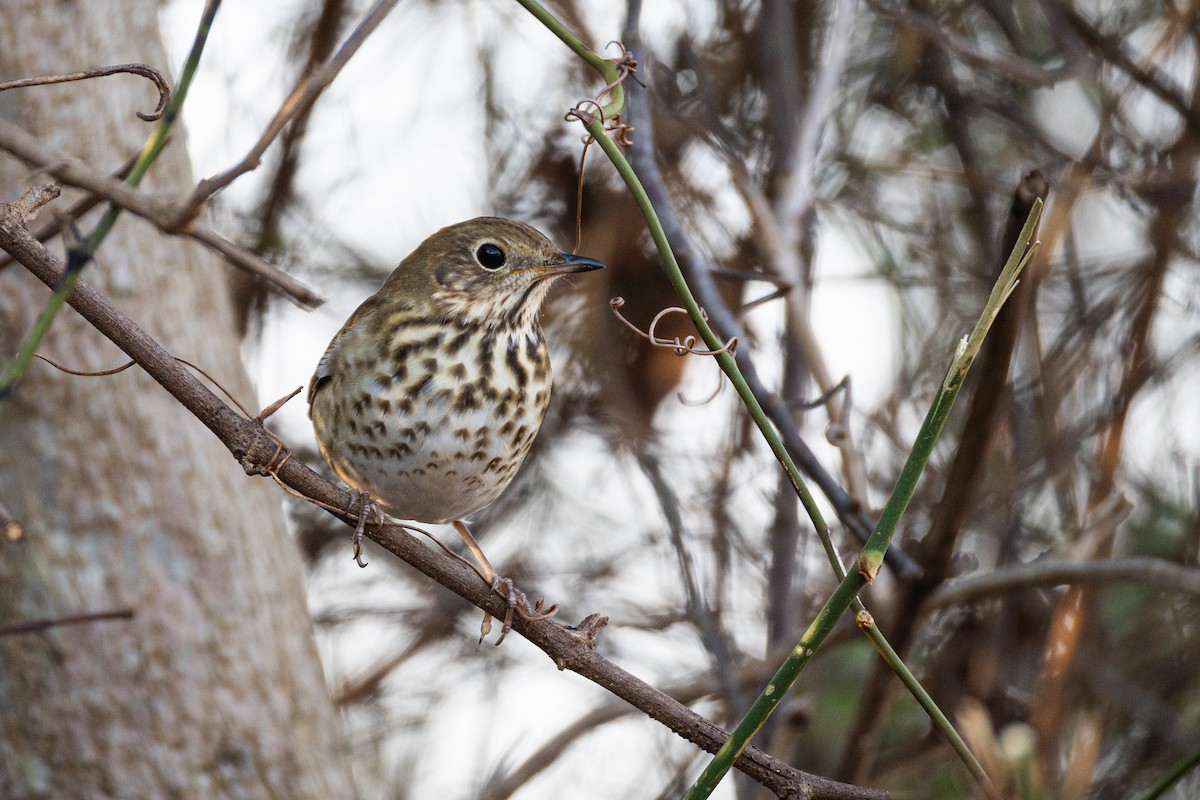 drozd rezavoocasý - ML647521448