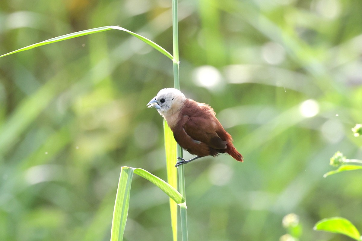 White-headed Munia - ML647521449