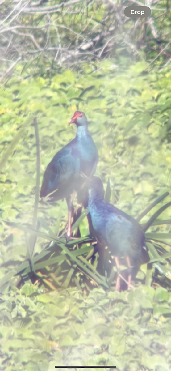 slípka šedohlavá - ML647521450