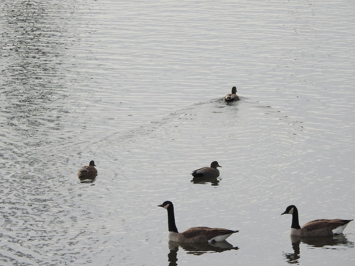 berneška velká - ML647521451