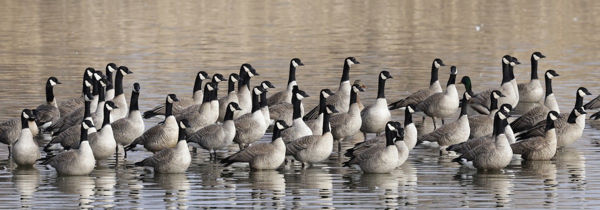 berneška malá - ML647521452