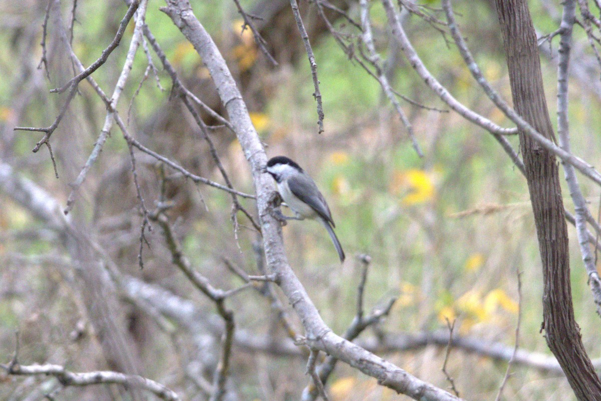 sýkora karolínská - ML647521455