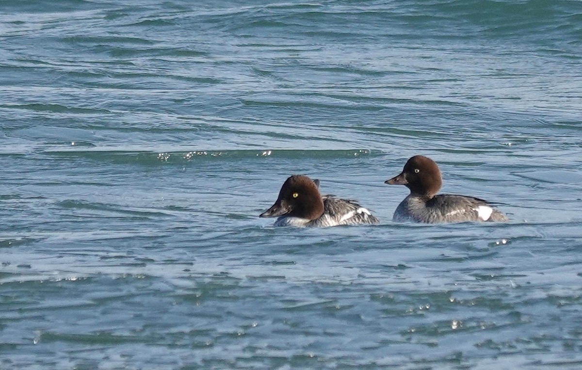 hohol severní - ML647521462