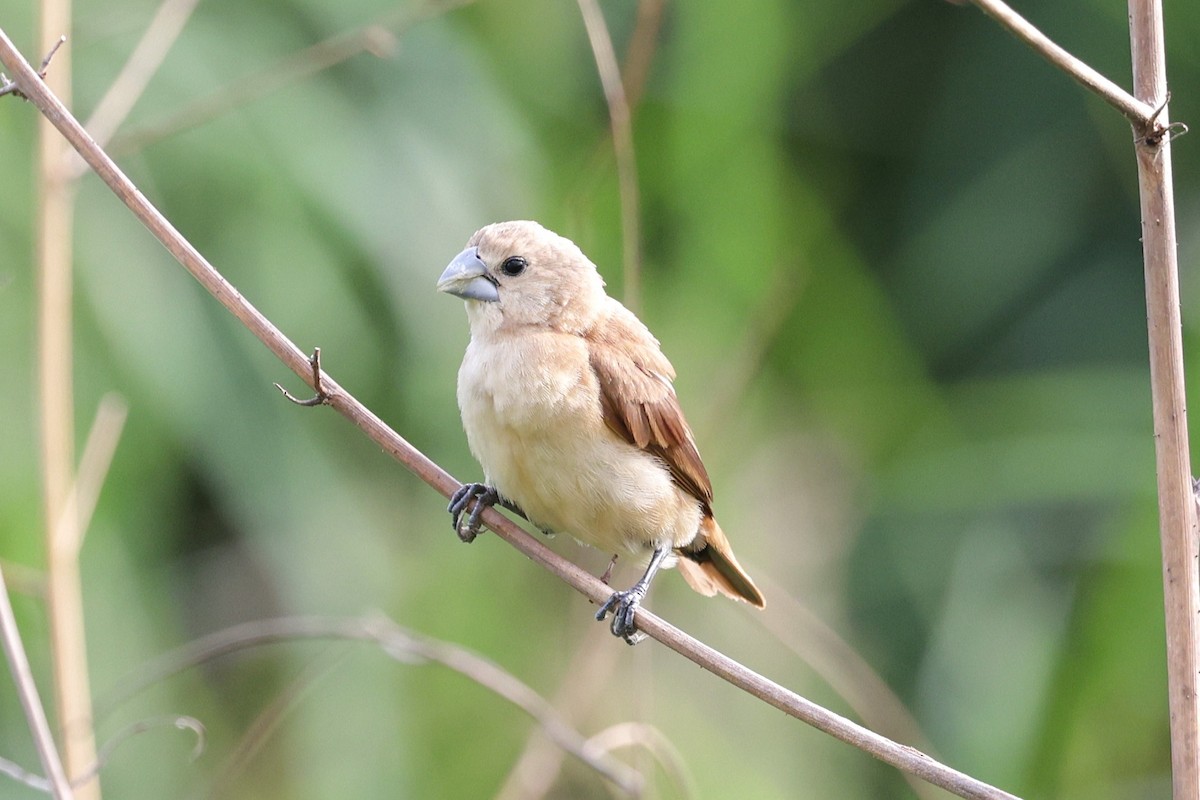 White-headed Munia - ML647521466