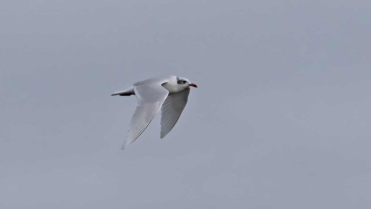 racek černohlavý - ML647521467