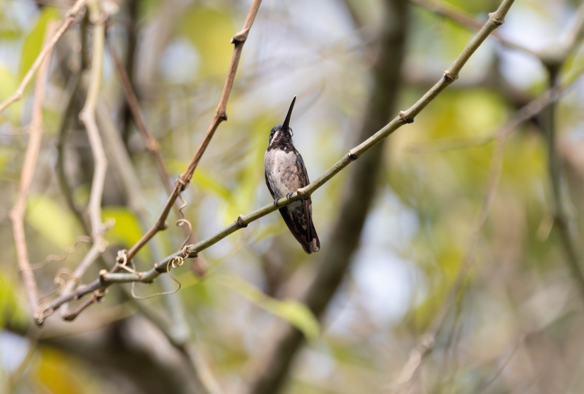 kolibřík hvězdohrdlý - ML647521468