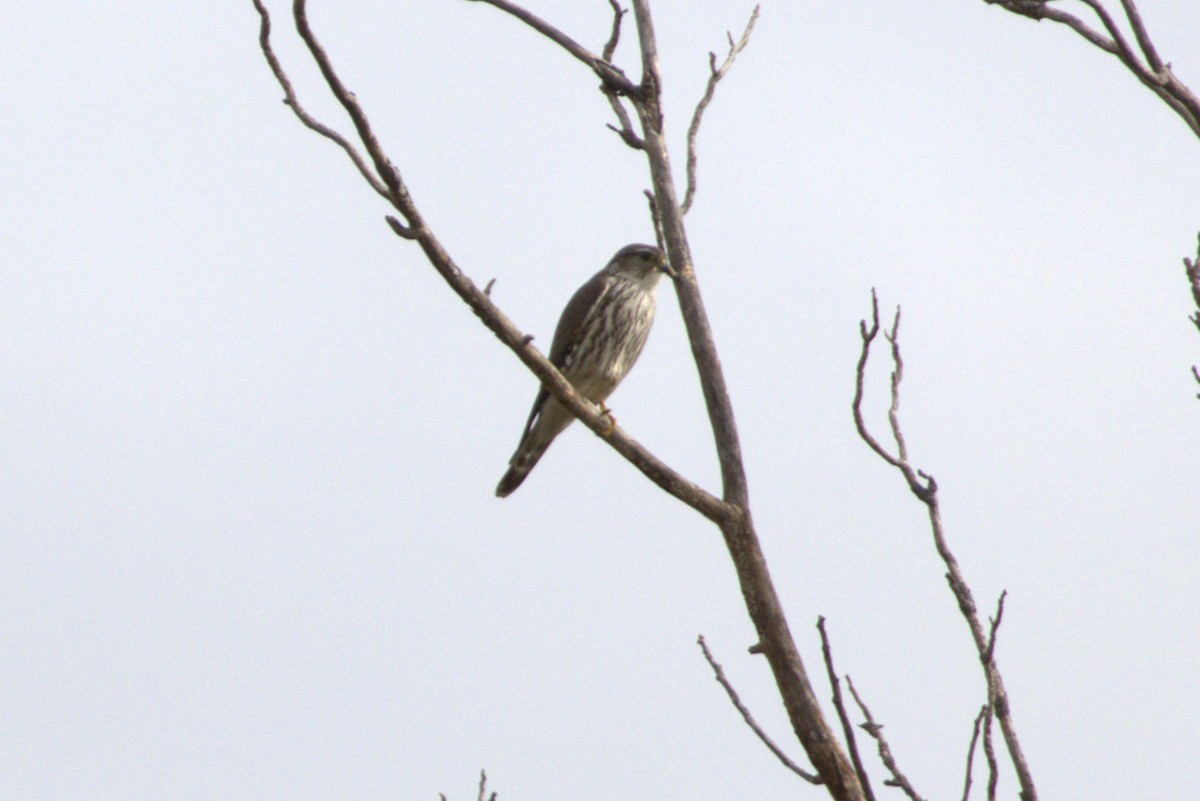 dřemlík tundrový - ML647521469